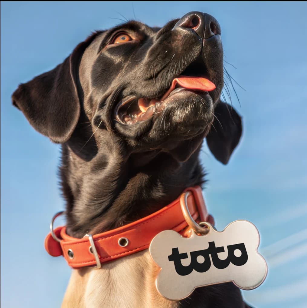 Collaged dog with toto tag